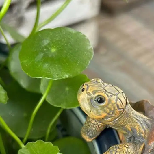Tortoise Figurine Resin Turtle Statue Flower Pot Hanger Planter Edge Decor Mini Tortoise Sculpture for Vase Fish Tank